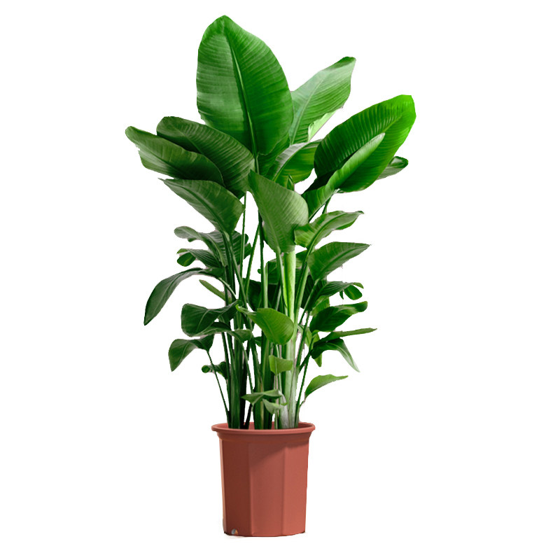 天堂鸟大型绿植去甲醛新房