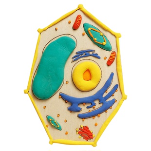 植物的的模型初中高中教学模拟生物细胞结构模型黏土材料包