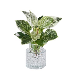 铂金钻水培植物室内客厅好养大叶金钻绿公主水养净化空气懒人盆栽