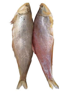 腌咸马口鱼干黄鲫鱼油扣鱼黄尖子