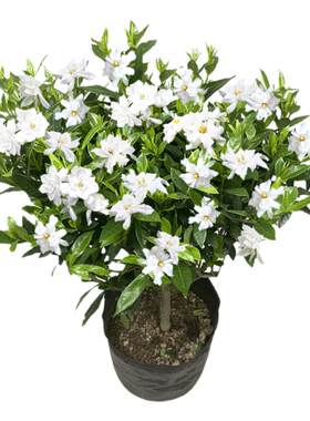 小叶独杆栀子花树苗花卉浓香型