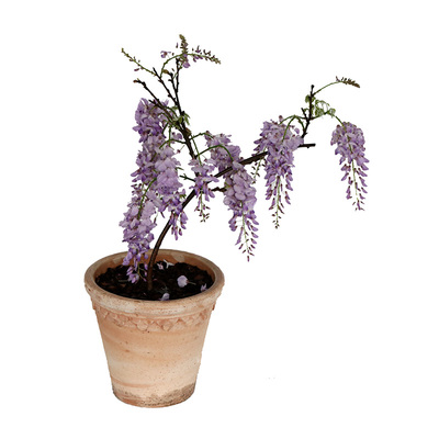 紫藤丰花春季廊架爬藤花园鳗花墙