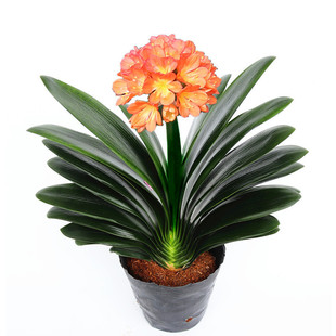 君子兰盆栽精品宽叶圆头和尚彩兰五年大苗带花苞当年开花客厅绿植