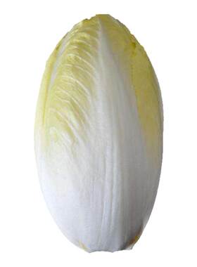金玉兰菜种籽盆栽种籽