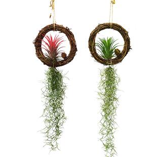 空气凤梨老人须松萝吊挂藤艺景观绿植居家装饰美化净化空气吸甲醛