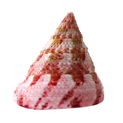 红塔珍珠马蹄造景标本螺天然贝壳