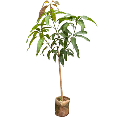 四季常绿矮化芒果树苗当年结果