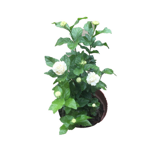 虎头茉莉花 超重瓣四季常青浓香盆栽 大花茉莉多年生植物开花不断