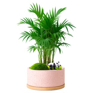 富贵竹盆栽办公室桌面绿植竹子小盆栽室内招财袖珍椰子盆景文昌竹