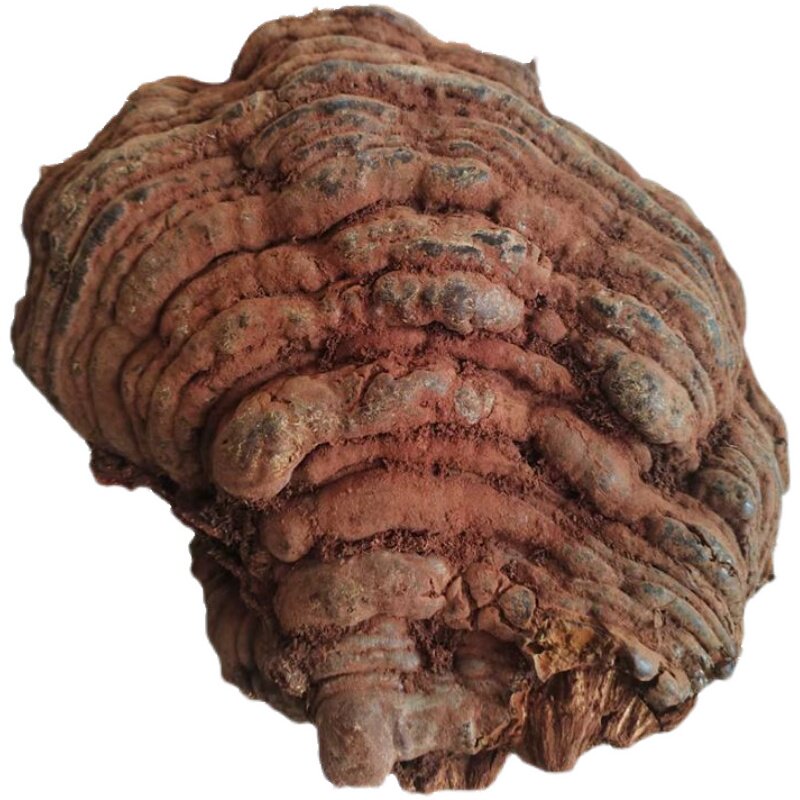 野生红豆杉灵芝干货整朵正品