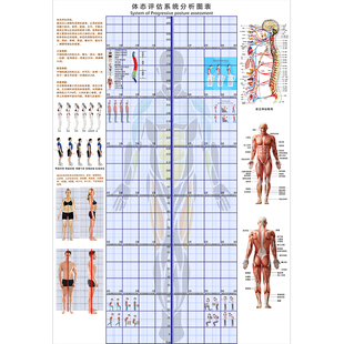 人体体态评估表健身房身体分析体测表墙贴瑜伽馆墙纸身体评估图