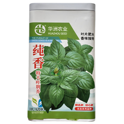 纯香特大叶荆芥种子种籽香味浓郁