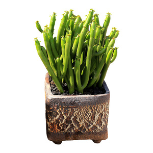 珊瑚棒 群生多肉植物 光棍树绿玉树大群肉肉花卉 室内盆栽