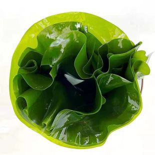 新鲜整颗海带包饭5斤盐渍嫩海带半干货火锅麻辣烫食材凉拌菜包邮