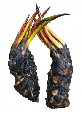 睡莲大根块盆栽花卉新手好养
