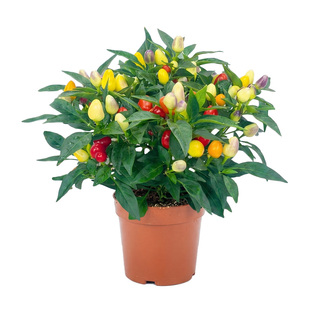 七彩椒苗秧苗四季高产山东寿光指天椒二荆条螺丝椒小米辣椒苗种子