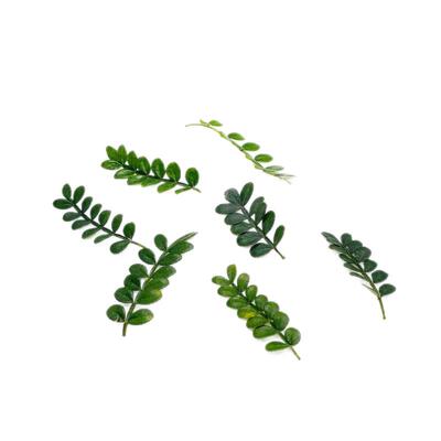 新鲜清香木胡椒木香叶子1盒