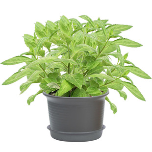 明月草苗盆栽白背菜降糖草神仙草蔬菜种植食用植物白子菜金鸡毛草