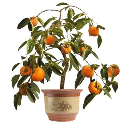 3-15公分大柿子树南北方庭院种植