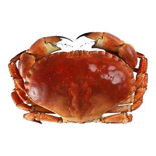 面包蟹特大鲜活木帝王蟹大螃蟹熟冻还写海鲜新鲜水产即食满黄蟹珍