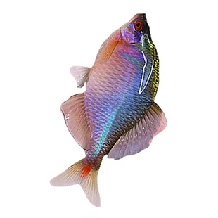 鳑鲏鱼观赏鱼冷水鱼原生鱼七彩旁皮鱼高体旁皮活体小型淡水鱼好养