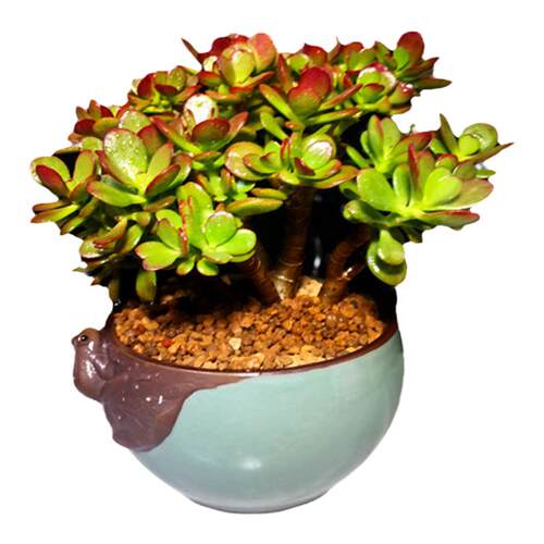 玉树盆栽老桩花卉姬红花月多肉植物室内盆栽肉肉大颗好养红叶玉树