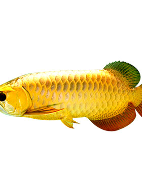 金龙鱼活体风水热带观赏鱼