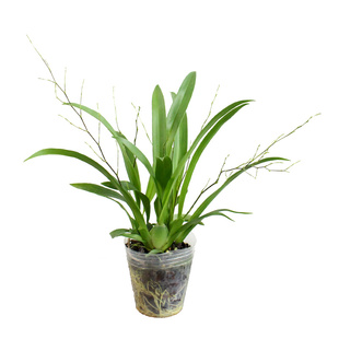 香水文心兰不带花苞发货梦香兰跳舞兰浓香兰花苗室内水培花卉盆栽