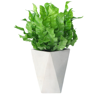 鸟巢蕨盆栽蕨类植物室内网红北欧风四季办公室绿植新奇花卉好养活