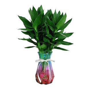 文昌竹富贵转运竹水养带根节节高水培多头龙竹绿植花卉植物室内花