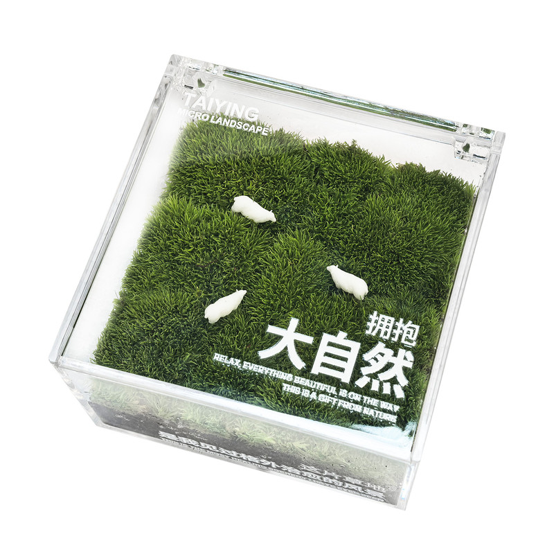 苔映白发藓微景观治愈系礼物