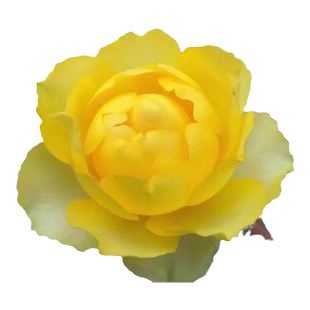 带花浓香微型月季花苗金丝雀阳台盆栽植物明黄色玫瑰多季花卉绿植