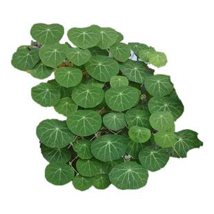 种花王大爷 山乌龟块根室内桌面绿植金不换观叶爬藤植物好养易活