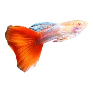 红珊瑚孔雀鱼活体凤尾鱼淡水群宠物游纯种小型胎生鱼苗热带观赏鱼