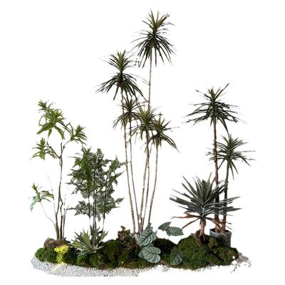 散尾葵造景旅人蕉植物假植物