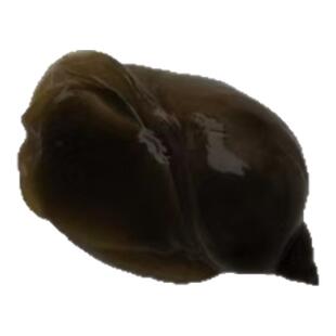 鱼缸除藻囊螺飘螺喂乌龟鲜活体饲料鱼虾饵料脆螺薄壳水蜗牛地图螺