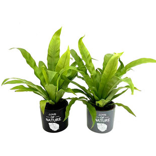 小叶鸟巢蕨盆栽室内办公桌面客厅易养护净化空气花卉观叶大小绿植