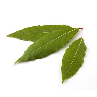 香叶树苗盆栽地中海月桂树食用调料阳台庭院花卉绿植常绿芳香植物