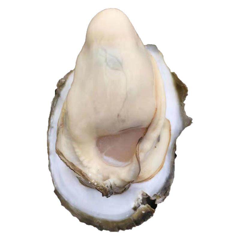 潮海堂鲜活现剥冷冻生蚝肉