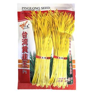 台湾黄韭王黄韭菜韭黄种子韭黄种籽早熟高产韭芽盆栽四季蔬菜孑