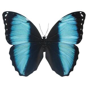 双列闪蝶 Morpho Achilles 未展翅标本原蝶制作手工材料A1/A-品质