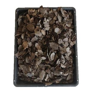 包邮云南传统刺梨叶刺栗叶发酵腐熟栗树叶耳叶兰花植料莲瓣兰配料