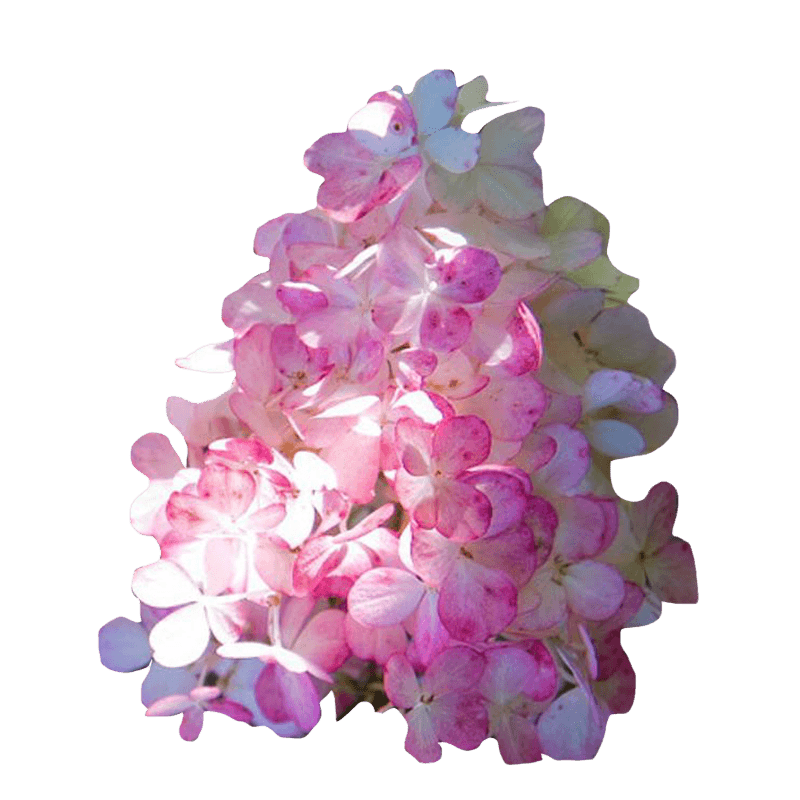 海蒂的花园香草圆锥绣球耐晒