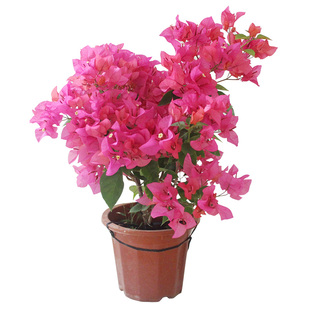 三角梅盆栽带花绿樱爬藤老桩重瓣四季易活大苗红缨卡亚塔阳台植物