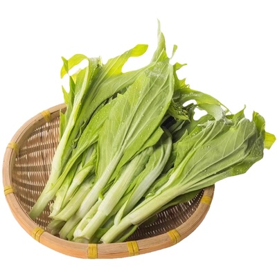 早白菜苔菜种苗四季广东菜心白菜苔苗农家青菜连续采收蔬菜种子苗
