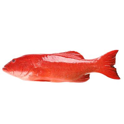 舟山海鲜生态深海东星斑