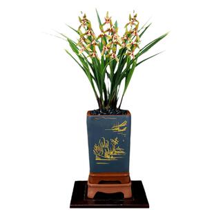 老种四季建兰夏红黄金彩虹带花浓香金边七彩丹霞好养室内花卉盆栽