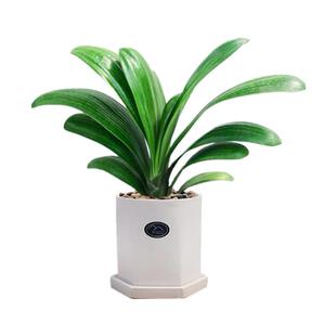 包邮精品君子兰盆景圆头和尚短叶黄技师花脸兰花室内植物办公绿植