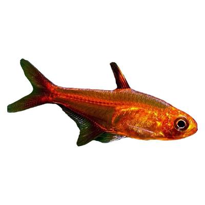 喷火灯鱼热带鱼观赏鱼草缸群游