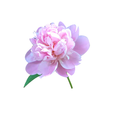 芍药鲜花母亲节插花油画牡丹花束